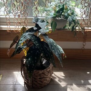 Faux begonia lot